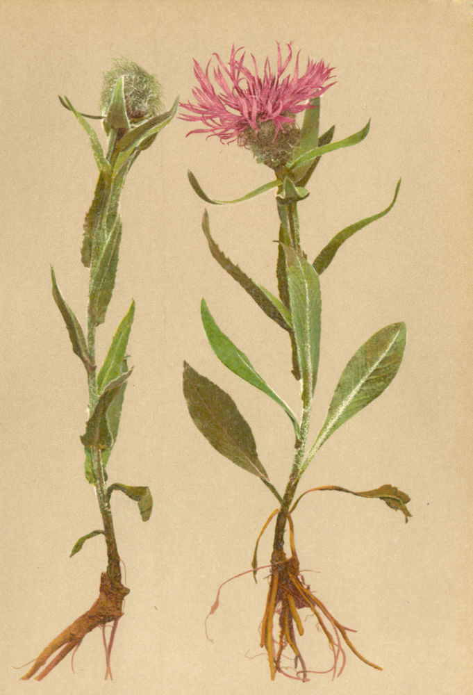 ALPENFLORA ALPINE FLOWERS. Centaurea plumosa Lam-Fedrige Flockenblume 1897